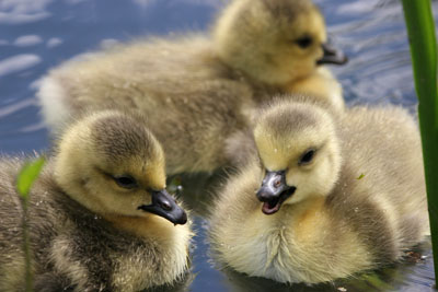 Canada Goose chicks © 2005  F. S. Simpson
