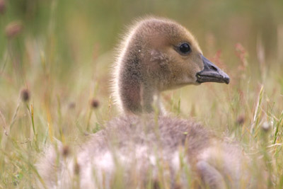 Canada Goose gosling © 2005  F. S. Simpson