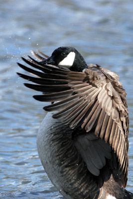 Canada Goose ©2006 Fraser Simpson
