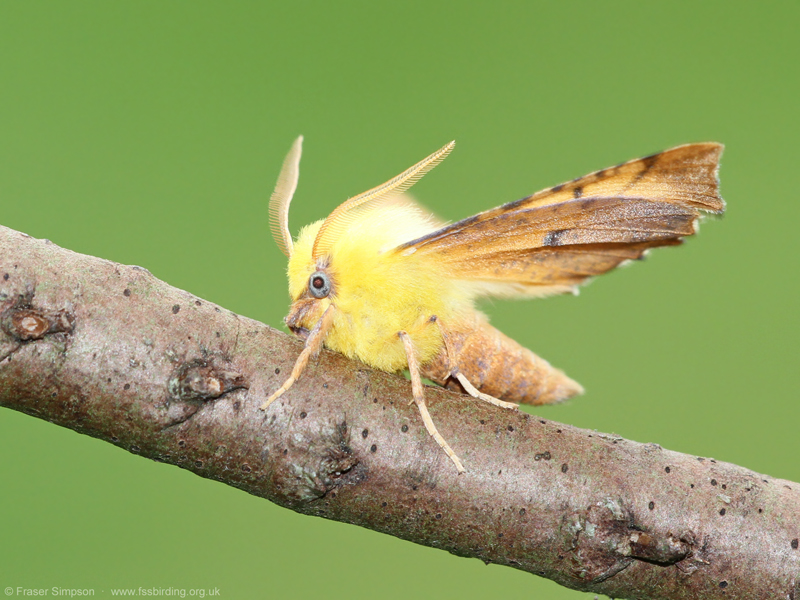 Canary-shouldered Thorn (Ennomos alniaria)  Fraser Simpson