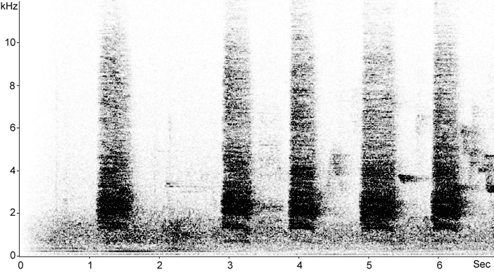 Sonogram of Carrion Crow vocalisations
