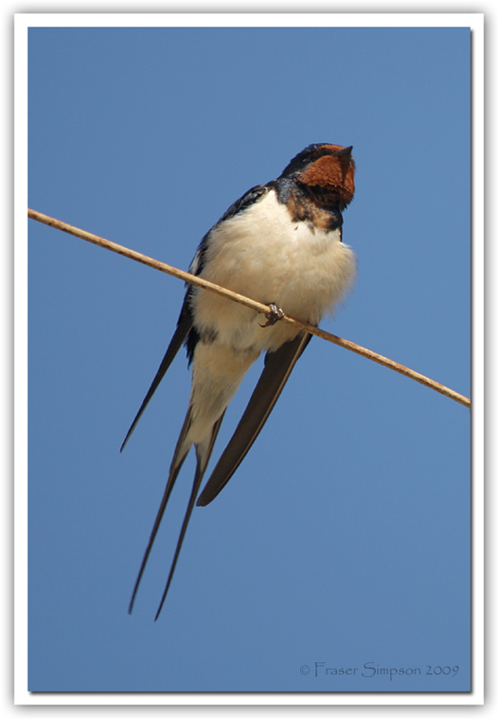 Barn Swallow, Hirundo rustica © 2009 Fraser Simpson