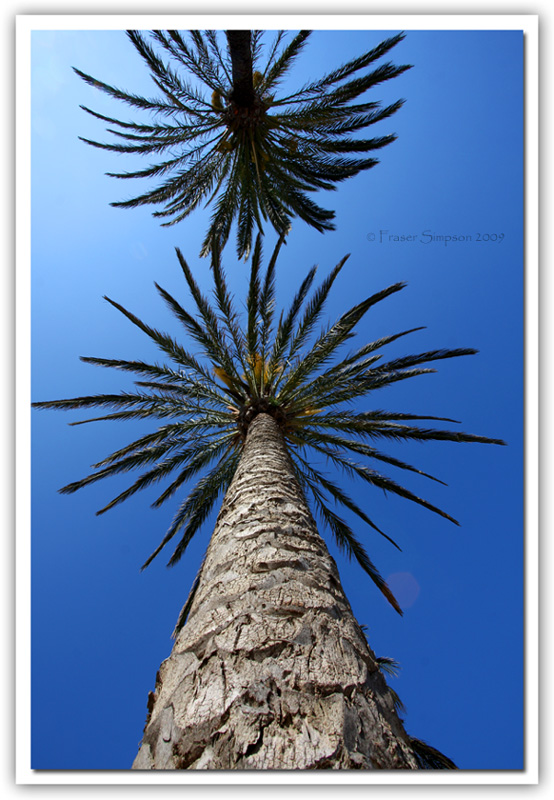 Avenida de la Playa palms © 2009 Fraser Simpson