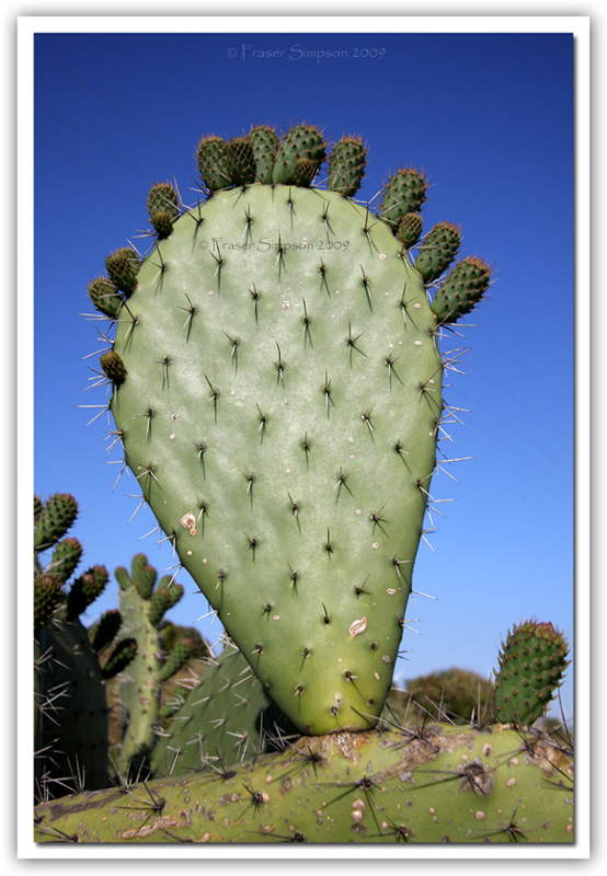 Prickly Pear, Opuntia fiscus-indica © 2009 Fraser Simpson