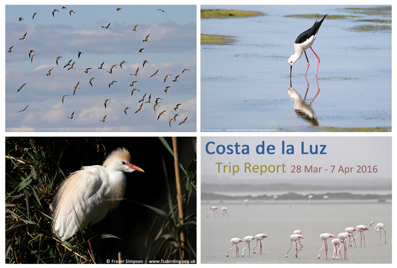 New trip report from southwest Spain, 28 March - 7 April 2016