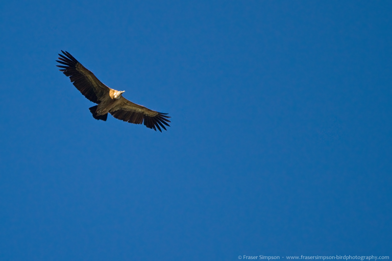 Eurasian Griffon Vulture (Gyps fulvus) © Fraser Simpson