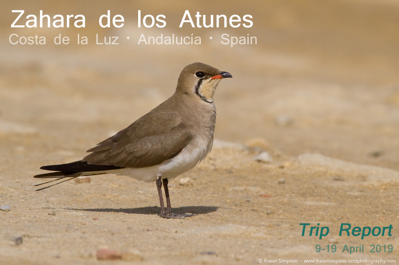 New trip report from southwest Spain, 9-19 April 2019