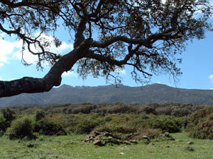 Parque Natural de Los Alcornocales