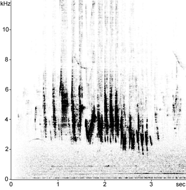 Sonogram of African Chaffinch song