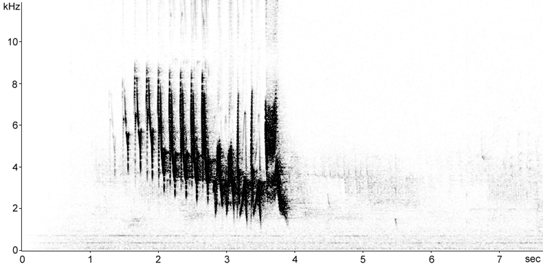 Sonogram of Chaffinch song