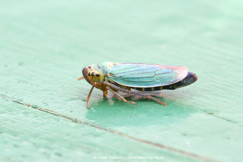 Green Leafhopper (Cicadella viridis) © Fraser Simpson