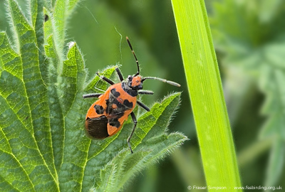 Cinnamon Bug (Corizus hyoscyami) � Fraser Simpson