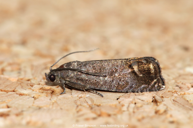 Codling Moth (Cydia pomonella)  Fraser Simpson