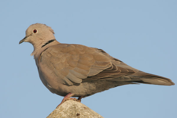 Collared Dove, Tarifa © 2005  F. S. Simpson