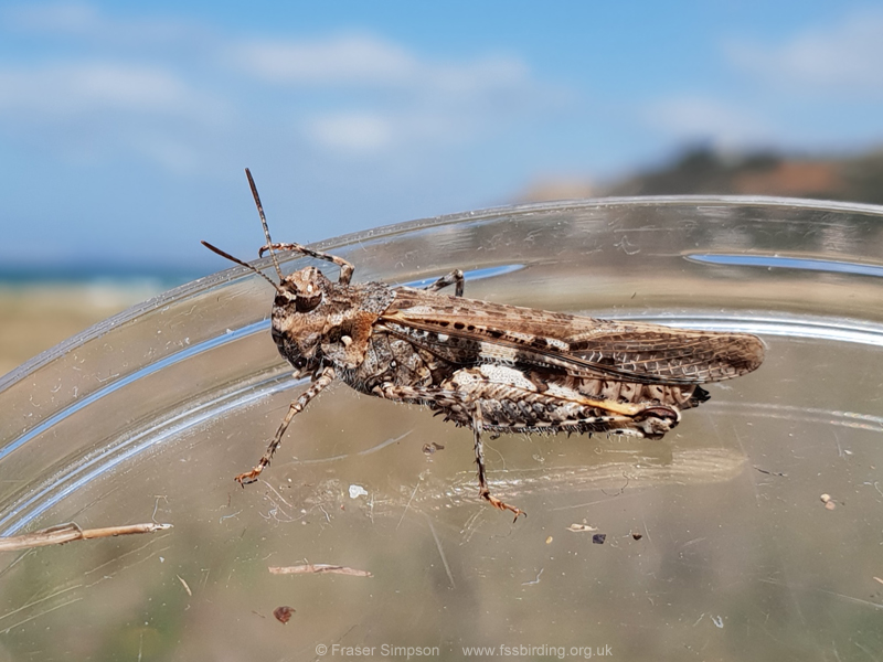 Common Digging Grasshopper (Acrotylus insubricus) © Fraser Simpson