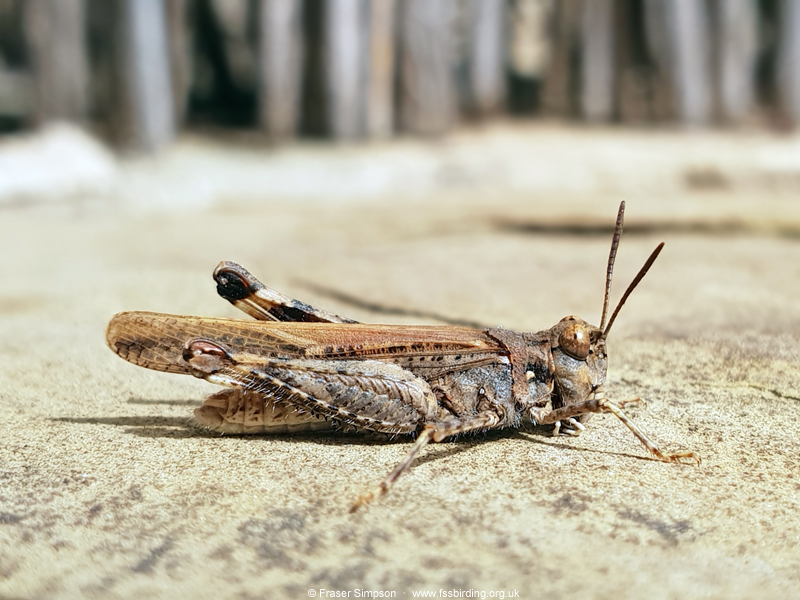 Common Digging Grasshopper (Acrotylus insubricus)  Fraser Simpson