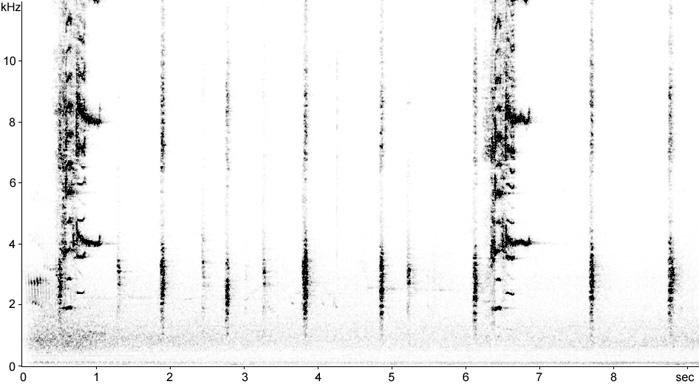 Sonogram of Common Grackle song