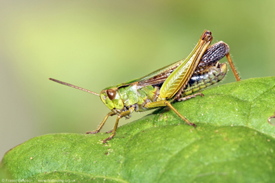 Common Green Grasshopper (Omocestus viridulus), Townholm, Kilmarnock � Fraser Simpson