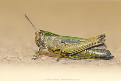 Common Green Grasshopper (Omocestus viridulus), Laigh Milton Mill, Ayrshire  Fraser Simpson