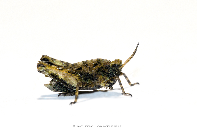 Common Groundhopper (Tetrix undulata)  Fraser Simpson