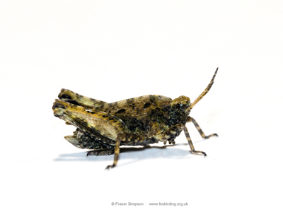 Common Groundhopper (Tetrix undulata) � Fraser Simpson