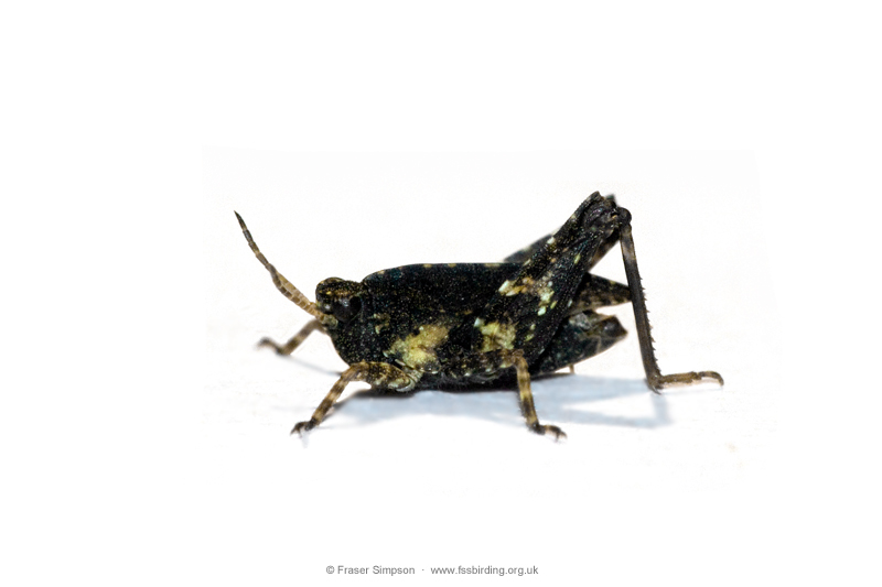 Common Groundhopper (Tetrix undulata)  Fraser Simpson