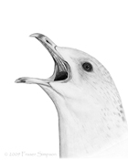 Common Gull sketch � Fraser Simpson