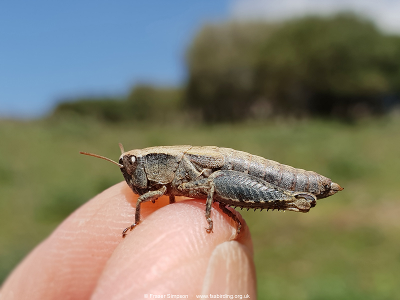 Common Maquis Grasshopper (Pezotettix giornae), Valle de Ojn, Parque Natural de los Alcornocales, Spain  Fraser Simpson
