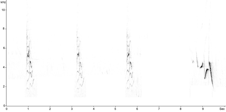 Sonogram of Common Rosefinch calls
