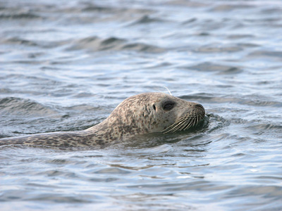 Common Seal © 2007 Fraser Simpson