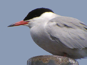 Common Tern, London, �05 Fraser Simpson