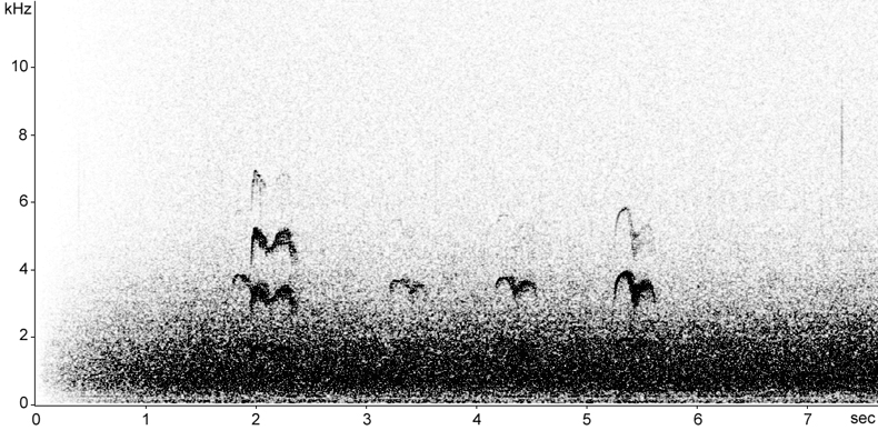 Sonogram of Common Tern calls in flight