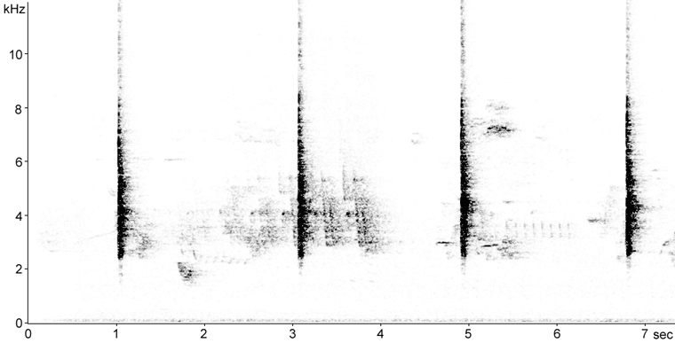 Sonogram of Common Yellowthroat call