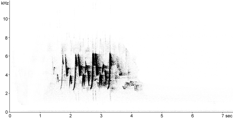 Sonogram of Common Yellowthroat song