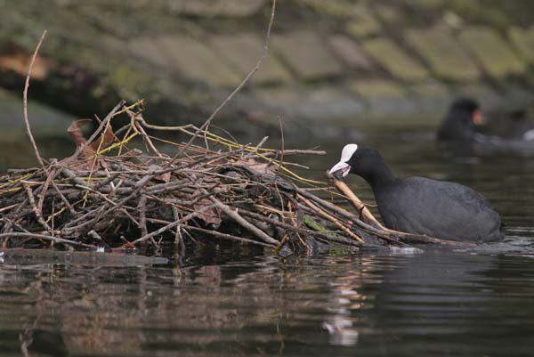 More Coots on the way soon... © 2005  F. S. Simpson
