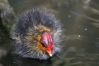 Coot chick © 2005  F. S. Simpson
