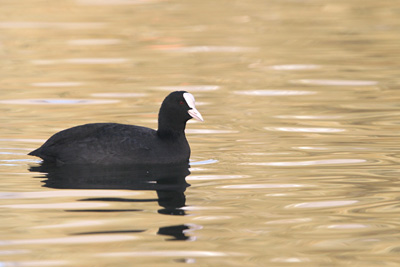 Coot ©2005 Fraser Simpson