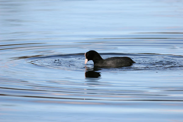Coot ©2006 Fraser Simpson