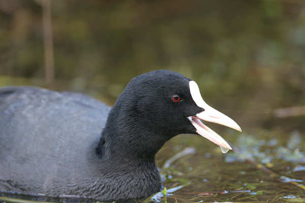 Coot ©2006 Fraser Simpson