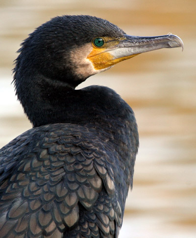 Cormorant ©2005 Fraser Simpson