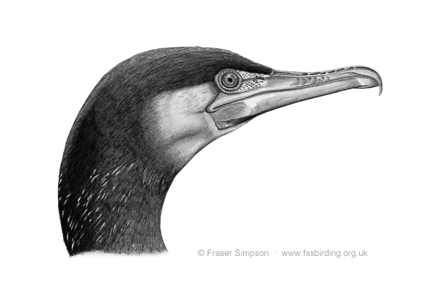 Great Cormorant drawing © Fraser Simpson