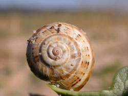 Snail (Theba pisana)
