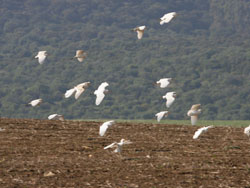 Cattle Egret flock (Bulbulcus ibis), La Zarzuela