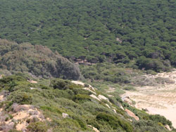 Stone or Umbrella Pine (Pinus pinea) Woodland