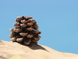 Stone Pine Cone on Dune