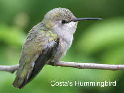 Costa's Hummingbird  2006  F. S. Simpson