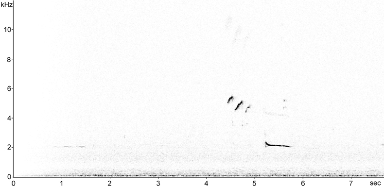 Sonogram of Common Sandpiper and Common Redshank flight calls at night