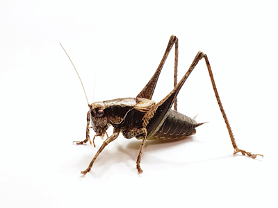 Dark Bush-cricket (Pholidoptera griseoaptera) - male � Fraser Simpson