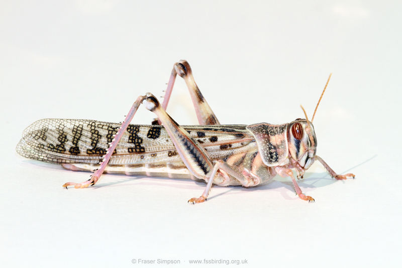 Desert Locust (Schistocerca gregaria) © Fraser Simpson
