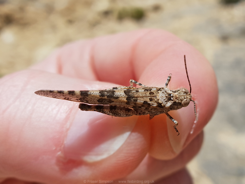 Desert Sand Grasshopper (Sphingonotus rubescens)  Fraser Simpson